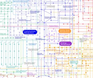 Computational Biology - Workshop